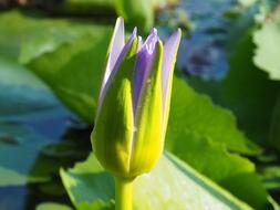 Lotus Leaf Nature