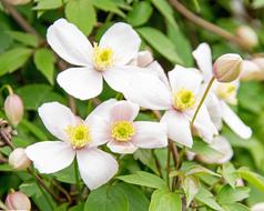 Clematis Flower Real