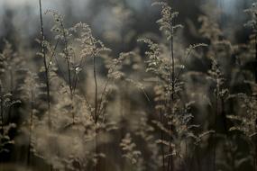 Nature Season Landscape