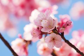 Cherry Wood Branch Flower