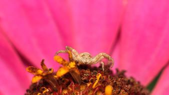 Nature Insect Flower