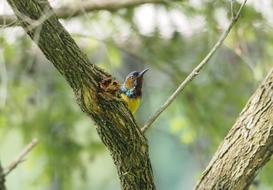 small birds at the tree
