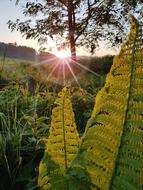 Sun Fern Morning