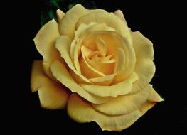 Rose Yellow Flower