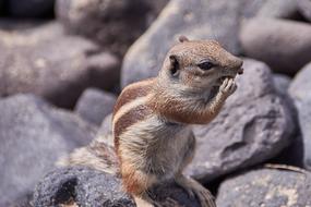 Gophers Nager Nature Animal