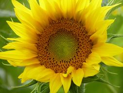 Sunflower Blossom Bloom Close