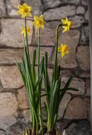 Early Bloomer Flower Narcissus