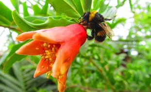 a bee on an orange flower