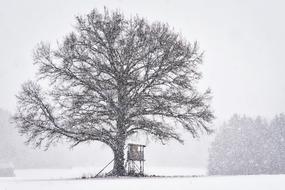 Winter Tree Snow