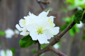 Apple Tree Flowers Bloom