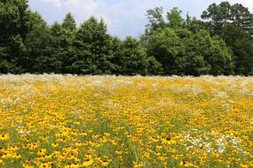 Nature Landscape Hayfield