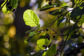 Leaf Nature Plant