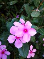 Phone Click Catharanthus Roseus