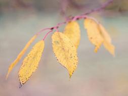 Autumn Leaves Mood
