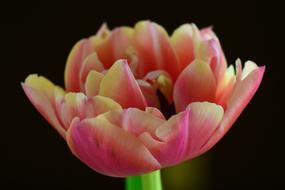 Flower Nature Tulip