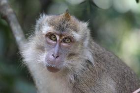 Wildlife Nature Mammal