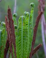 Fern Plant Nature