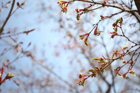 Background Spring Autumn Leaves