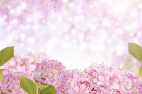 Hydrangea Flower Background