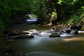 Long Exposure Bach Forest