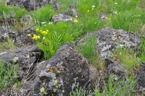 Mountain Rock Flower