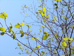 Tree Branches Plant