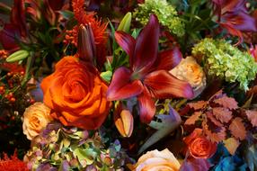 Flower Nature Garden