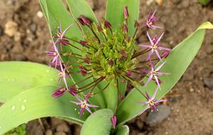 Decorative Garlic Flower
