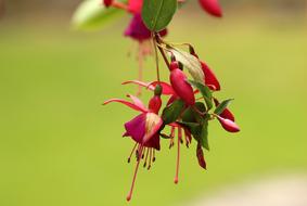 Fuchsia Flowerpots Houseplant