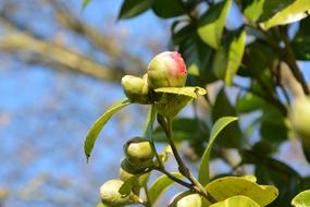 Button Flower Camellia Buds