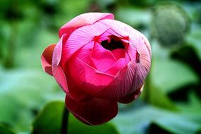 Annual Flowers Nature Red