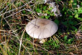 Mushroom Forest Autumn