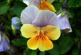 Flower Pansy Plant