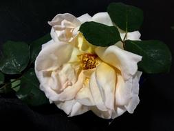 White Rose Petals Rosa