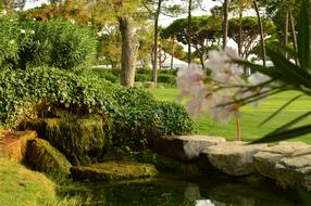 Garden Nature Flower