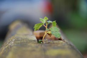 Leaf Nature Environment