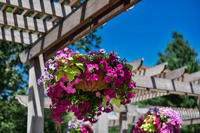 lovely pink flowers on the balcony