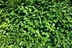 Leaves Foliage Shrubs