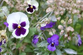 Flower Flora Nature