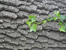 Bark Ivy