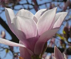 Magnolia Blossom Bloom