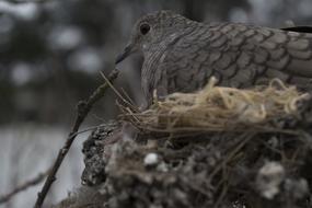 Birds Nature Wild Life