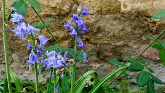 Bellflower Wall Nature