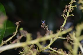Fly Nature