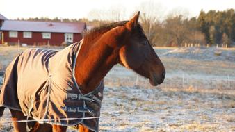 Animalia Cavalry Horse Stallion