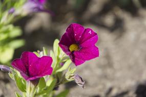 Flower Garden Nature