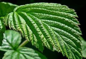 Raspberry Leaf Plant Nature