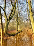 fall trees in the swamp
