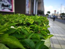 Leaf Plant Nature No