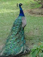 Peacock Bird Wild